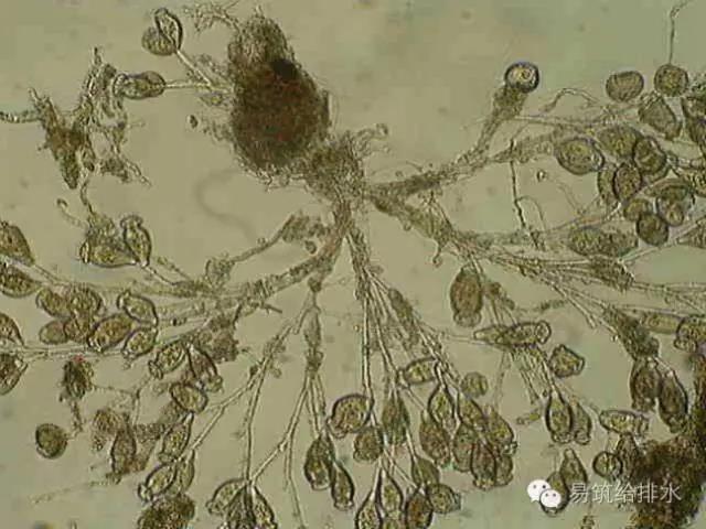 污水處理指示性微生物大全！